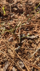 Polygonum utahense