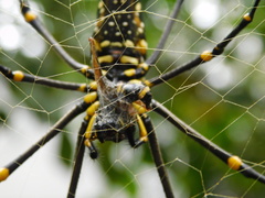 Nephila pilipes
