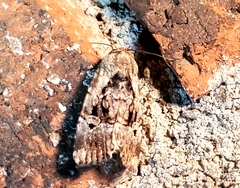 Elaphria chalcedonia