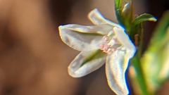 Polygonum utahense