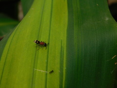 Eotrogaspidia auroguttata