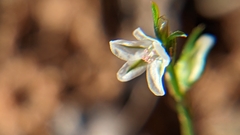 Polygonum utahense