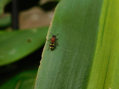 Eotrogaspidia auroguttata