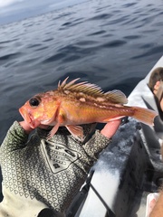 Sebastes chlorostictus