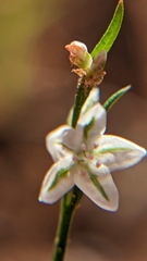 Polygonum utahense
