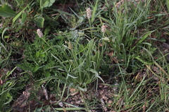 Plantago ovata