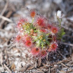 Drosera micrantha