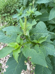 Phytolacca heterotepala