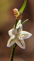 Polygonum utahense