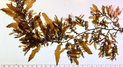Sargassum sinclairii