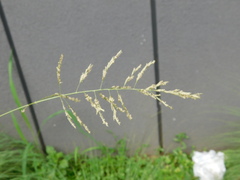 Poaceae