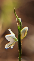 Polygonum utahense