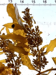 Sargassum sinclairii