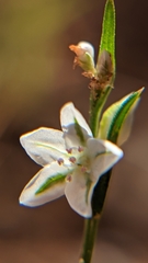 Polygonum utahense