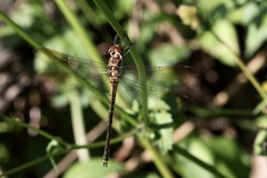 Hemicordulia australiae