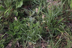 Plantago ovata