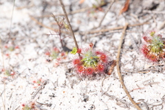 Drosera micrantha