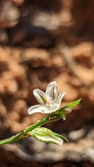 Polygonum utahense