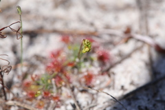 Drosera micrantha