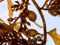 Sargassum sinclairii