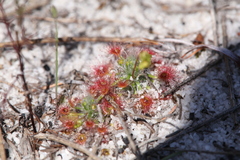 Drosera micrantha