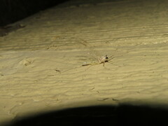 Maccaffertium modestum