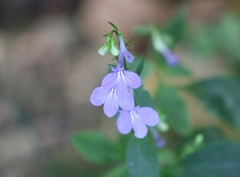 Lobelia amoena