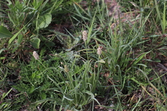Plantago ovata