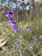 Prostanthera