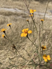 Dyssodia tagetiflora
