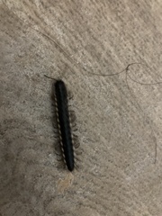 Asiomorpha coarctata