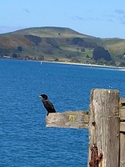 Microcarbo melanoleucos brevirostris