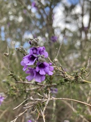 Prostanthera