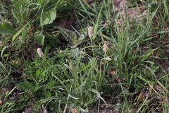 Plantago ovata