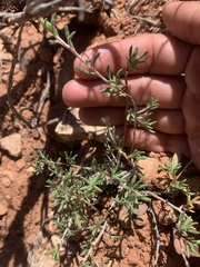 Eriogonum microtheca