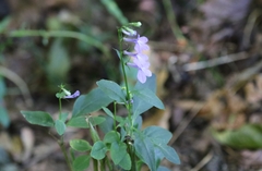 Lobelia amoena