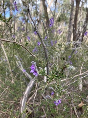 Prostanthera