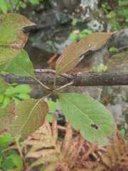 Viburnum prunifolium