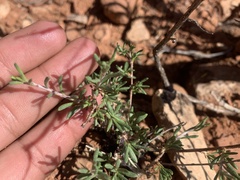 Eriogonum microtheca