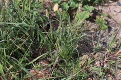 Plantago ovata