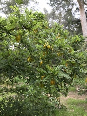 Sophora toromiro