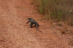 Varanus giganteus