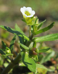 Gratiola neglecta