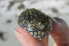 Chilomycterus schoepfii