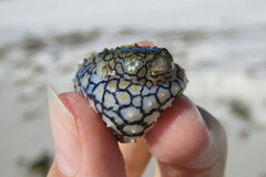 Chilomycterus schoepfii