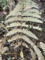Osmunda claytoniana