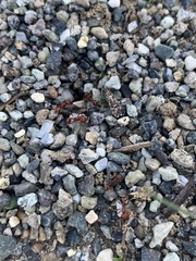 Pogonomyrmex occidentalis