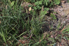 Plantago ovata