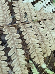 Osmunda claytoniana
