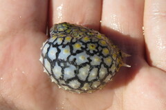 Chilomycterus schoepfii